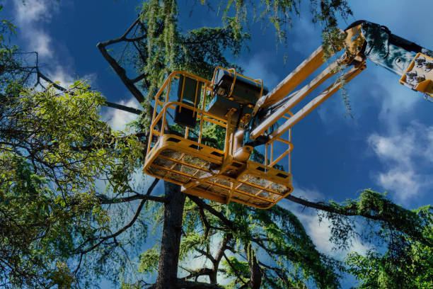  , USA Tree Services Pros